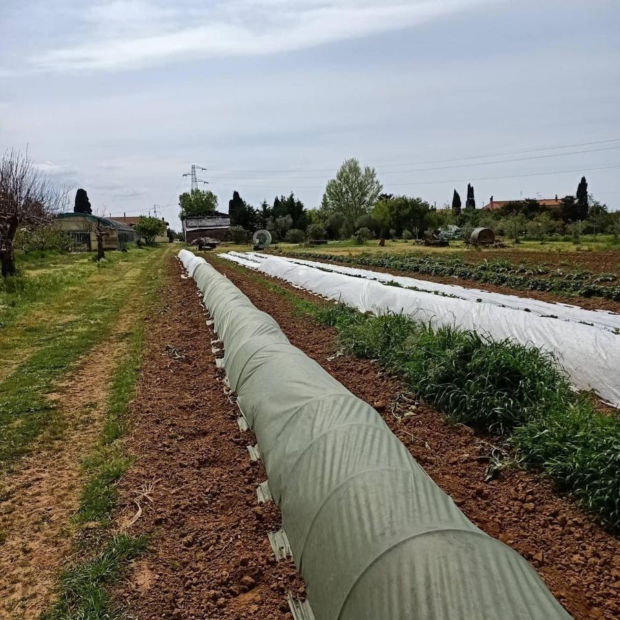 ואדה Agriturismo Il Cipresso מראה חיצוני תמונה