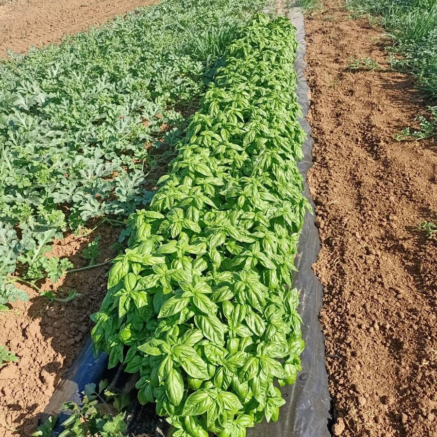 ואדה Agriturismo Il Cipresso מראה חיצוני תמונה