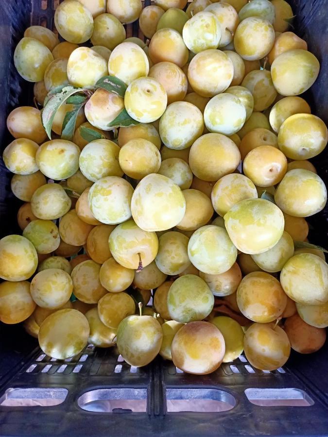 ואדה Agriturismo Il Cipresso מראה חיצוני תמונה