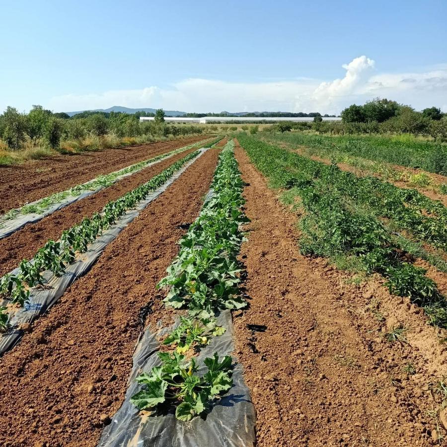 ואדה Agriturismo Il Cipresso מראה חיצוני תמונה