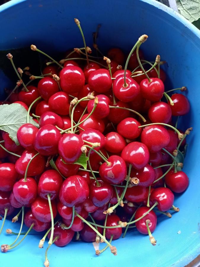 ואדה Agriturismo Il Cipresso מראה חיצוני תמונה