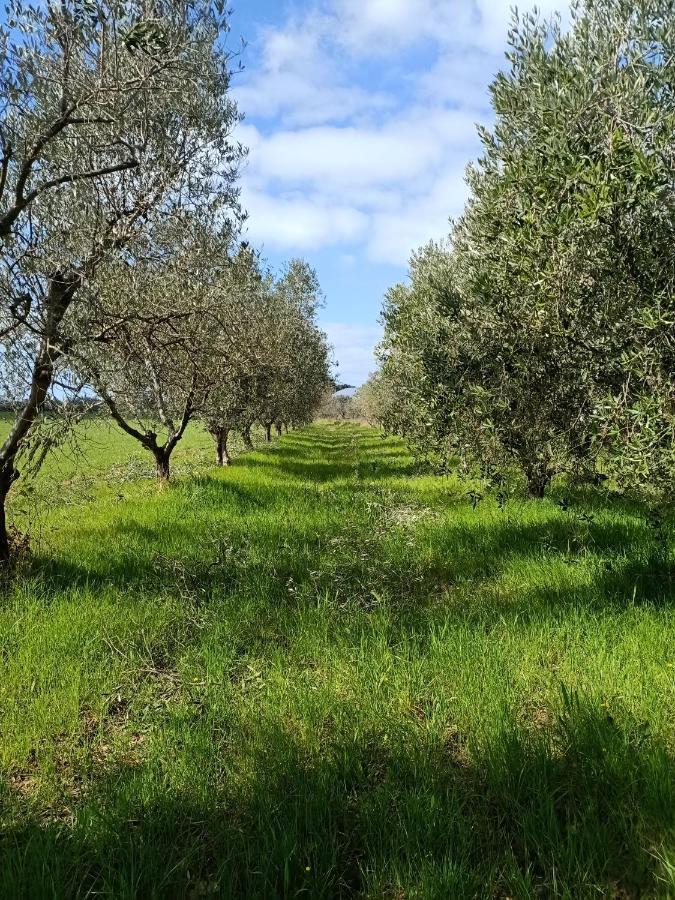 ואדה Agriturismo Il Cipresso מראה חיצוני תמונה