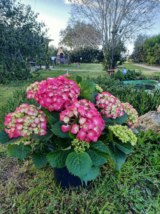 ואדה Agriturismo Il Cipresso מראה חיצוני תמונה